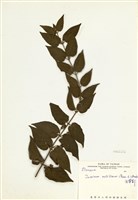 藏品(毛茉莉)的圖片